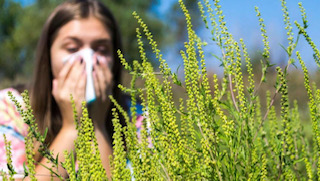 Se libérer de l’allergie du pollen de l’ambroisie